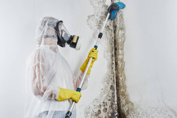 Best Mold Damage Repair  in Franklin Park, IL